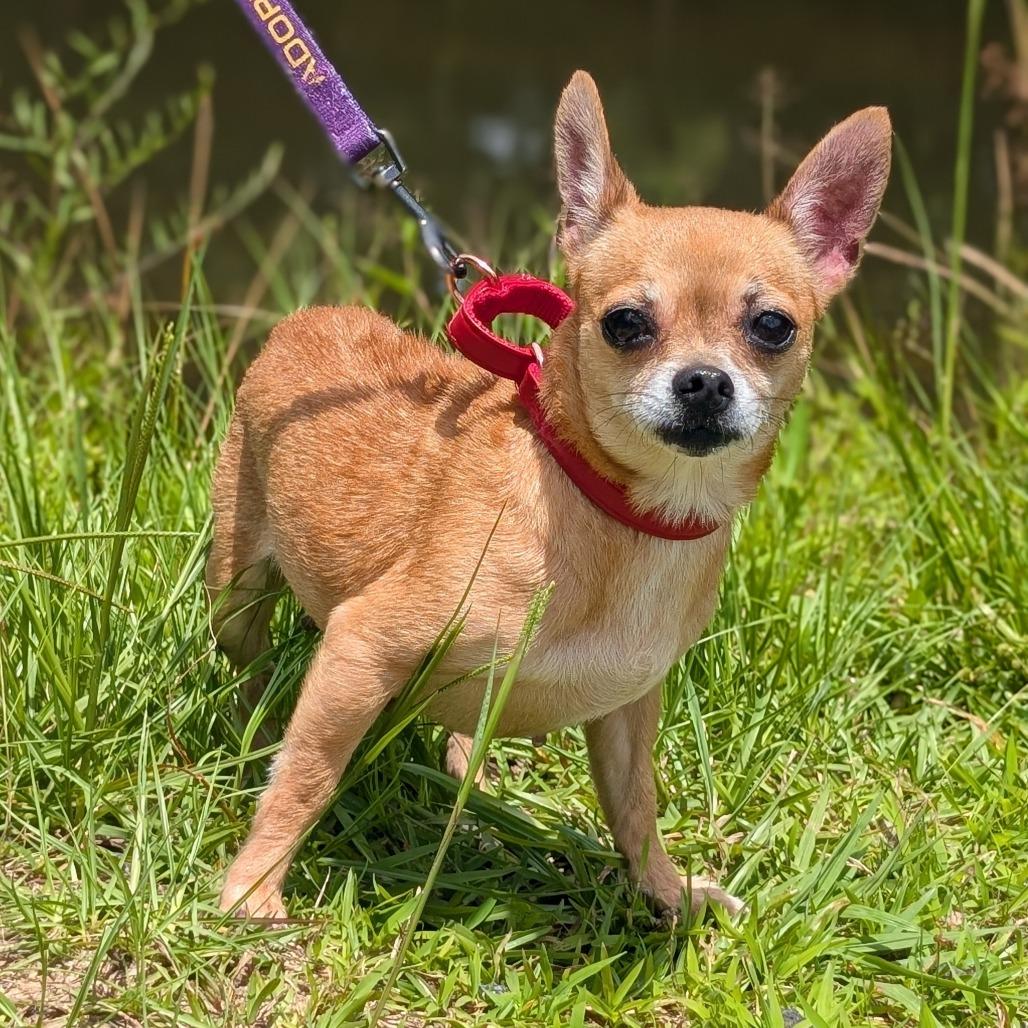 Mila 05-2033, Adoptable, Adult Female Chihuahua.