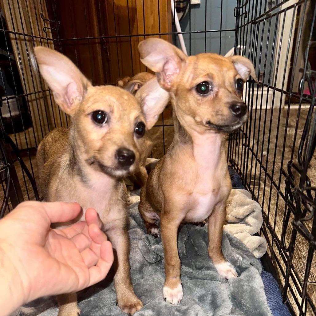 Angel, Adoptable, Young Female Chihuahua & Yorkshire Terrier.