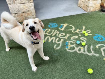Dumpling, Adoptable, Adult Male Labrador Retriever & Mixed Breed.