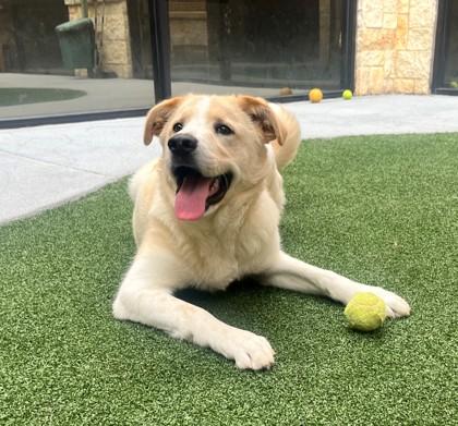 Enlarge Dumpling, a Adoptable mixed breed in Lewisville, TX image 2/3