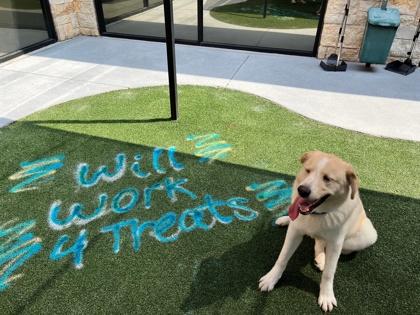 Enlarge Dumpling, a Adoptable mixed breed in Lewisville, TX image 3/3