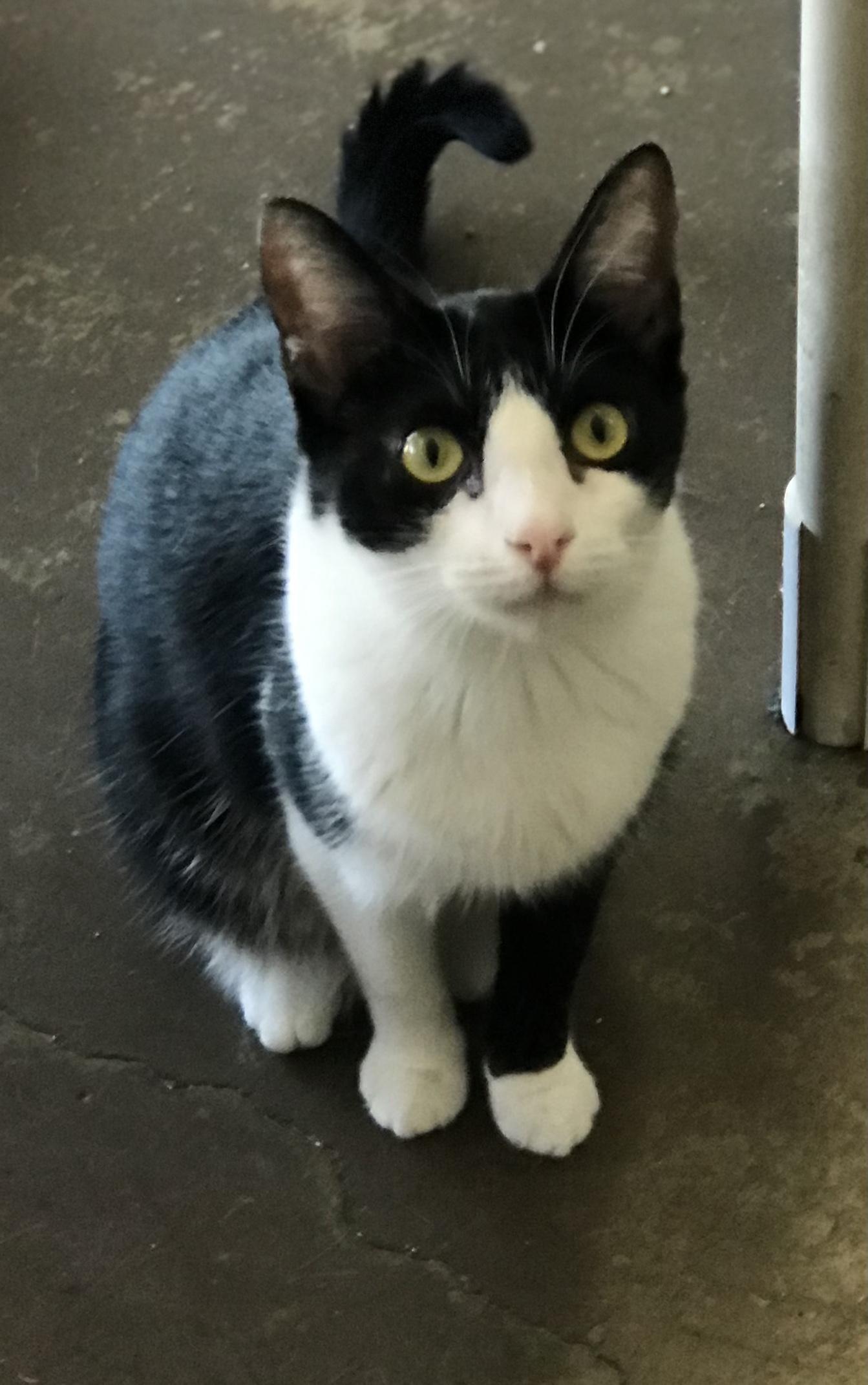 Lossen, Adoptable, Adult Female Domestic Short Hair.