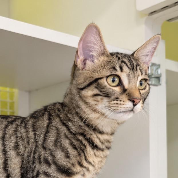 Sonny, Adoptable, Kitten Male Domestic Short Hair.