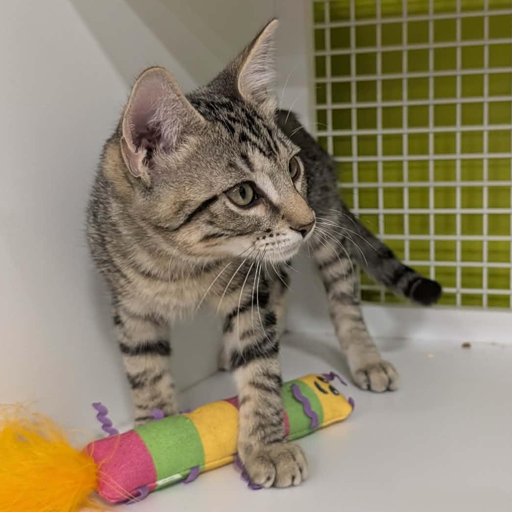 Sonny, ADOPTABLE, Kitten Male Domestic Short Hair.