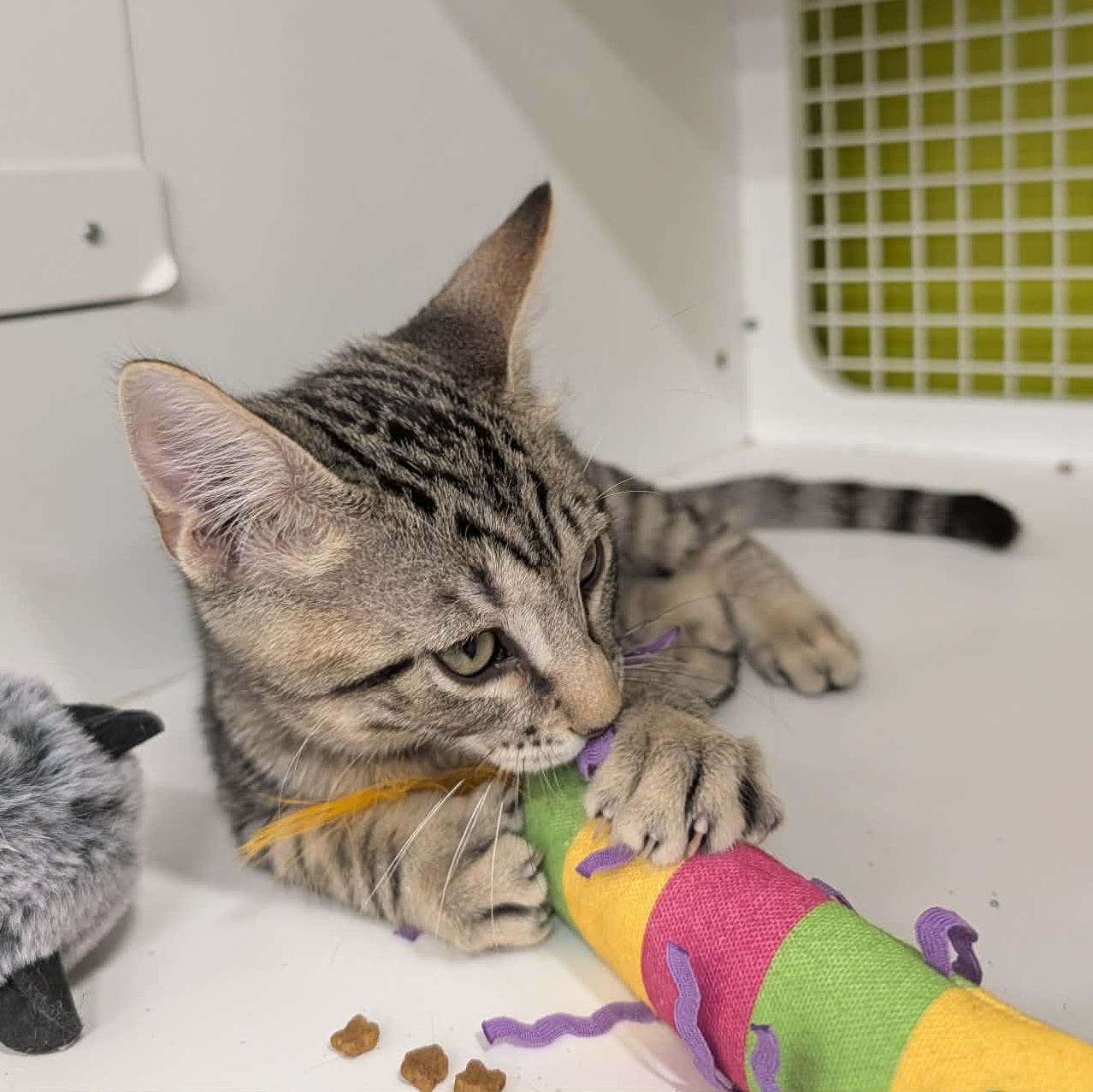 Enlarge Sonny, a ADOPTABLE Domestic Short Hair in Chandler, AZ image 2/3