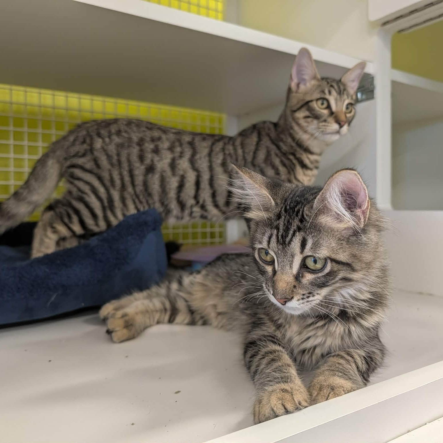 Enlarge Sonny, a Adoptable Domestic Short Hair in Chandler, AZ image 2/6