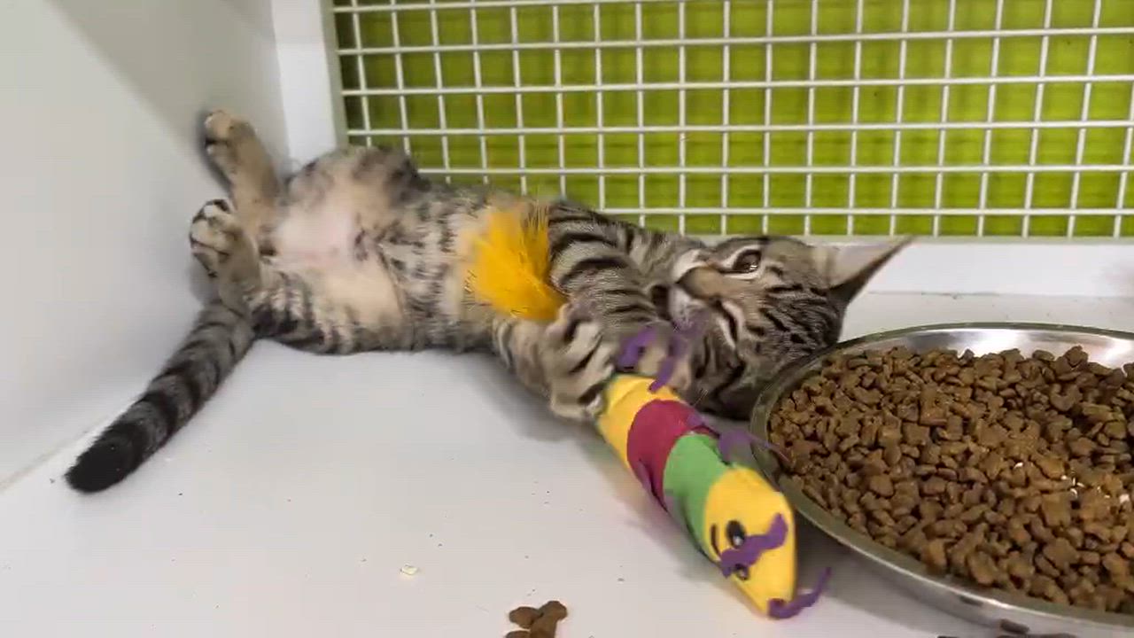 Enlarge Sonny, a ADOPTABLE Domestic Short Hair in Chandler, AZ video 3/3