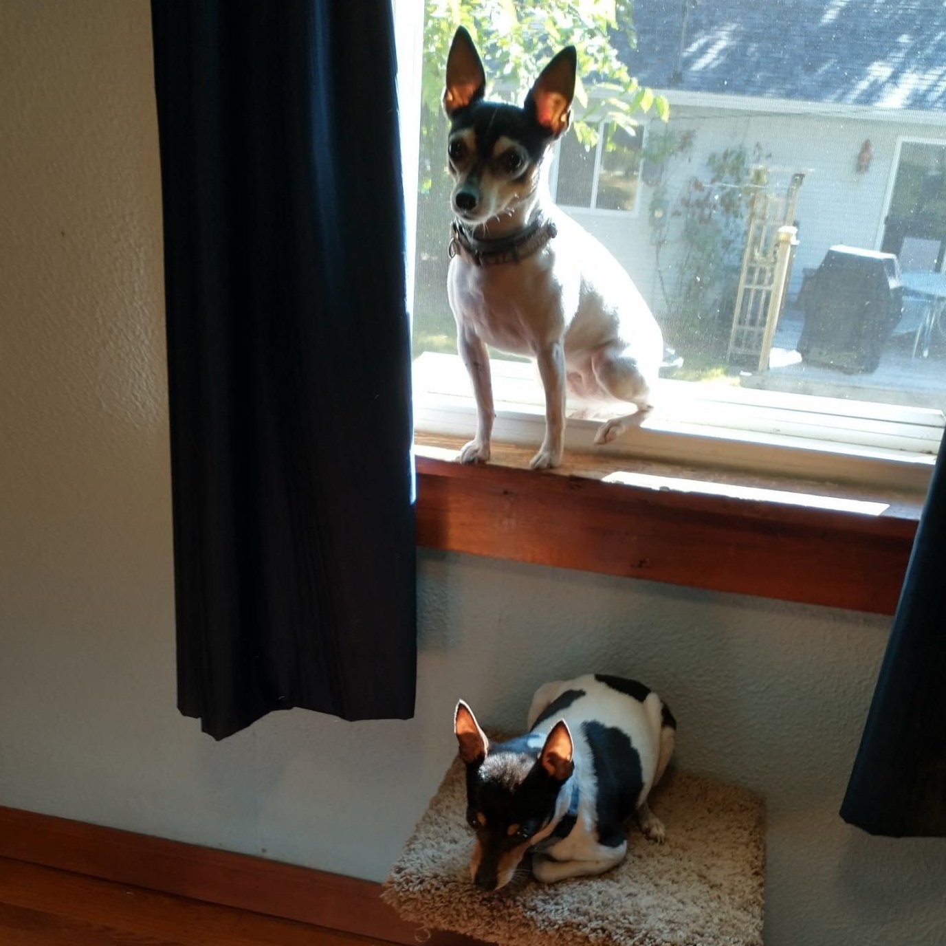 Enlarge Sheila & Perry in Wisconsin , a ADOPTABLE Toy Fox Terrier in Tulare, CA image 1/6