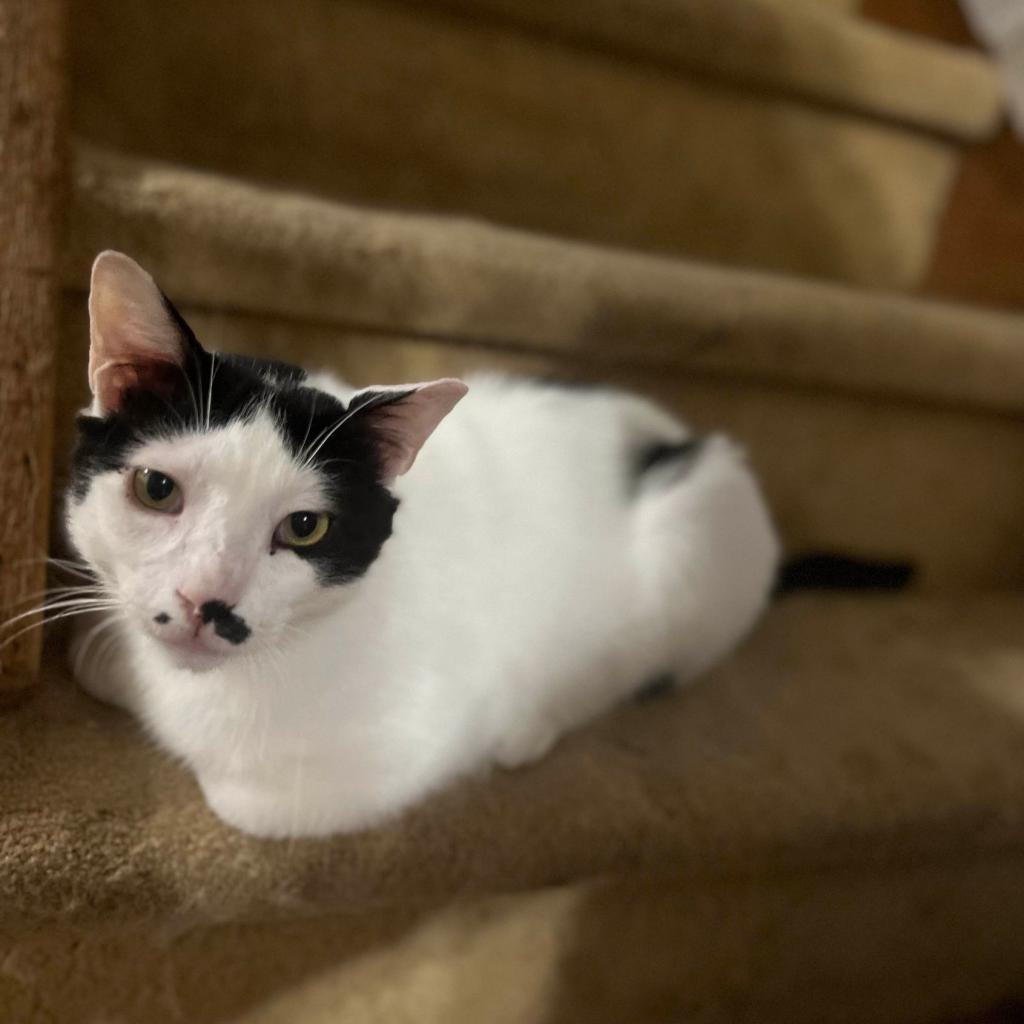 Rorer, Adoptable, Adult Male Domestic Short Hair.