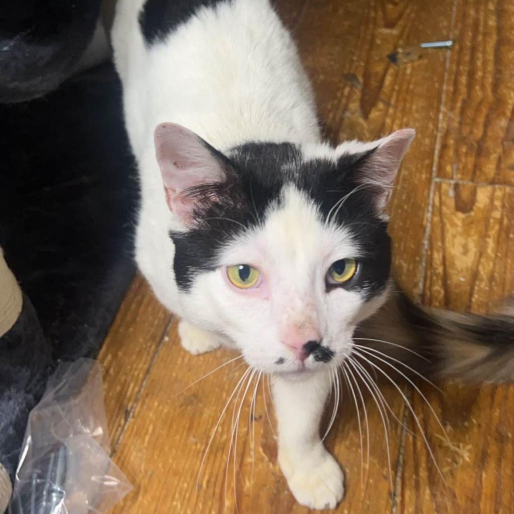 Enlarge Rorer, a Adoptable Domestic Short Hair in Philadelphia, PA image 2/2