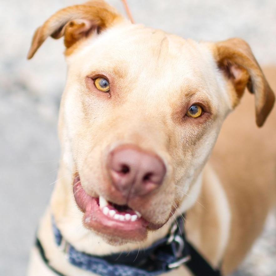 Enlarge Teddy, a Adoptable Labrador Retriever in Dover, NH image 1/6