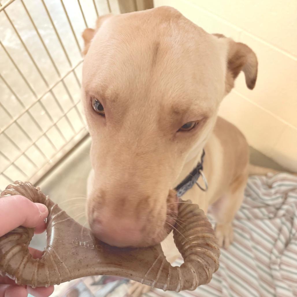 Enlarge Teddy, a Adoptable Labrador Retriever in Dover, NH image 2/6