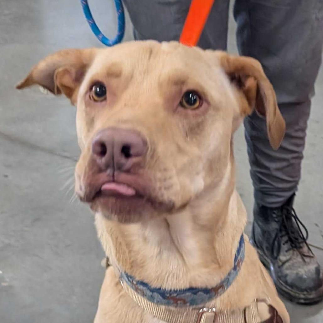 Enlarge Teddy, a Adoptable Labrador Retriever in Dover, NH image 3/6