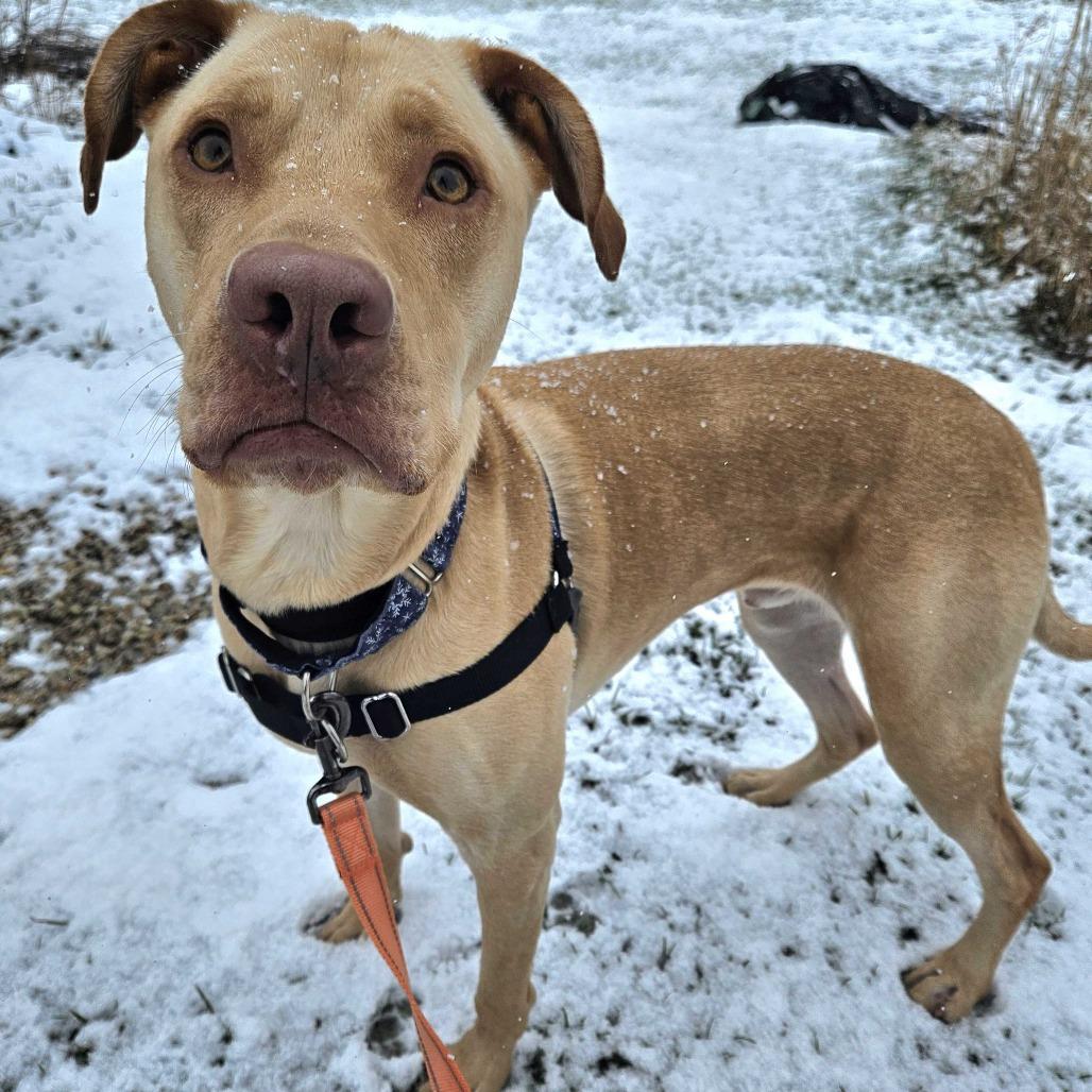 Enlarge Teddy, a Adoptable Labrador Retriever in Dover, NH image 4/6