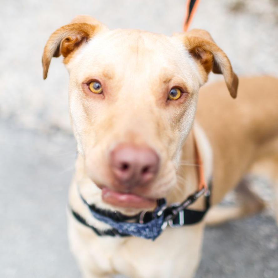 Enlarge Teddy, a Adoptable Labrador Retriever in Dover, NH image 6/6