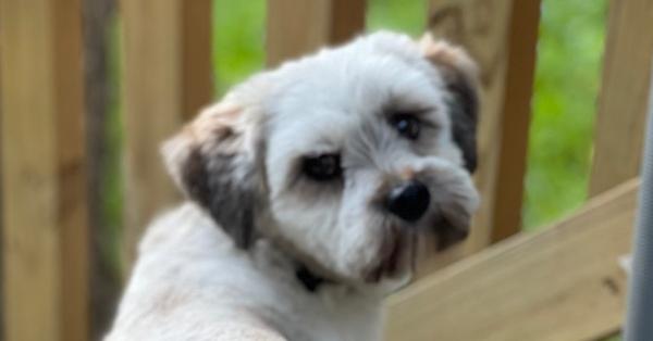 Banjo, Adopted, Adult Male Shih Tzu.