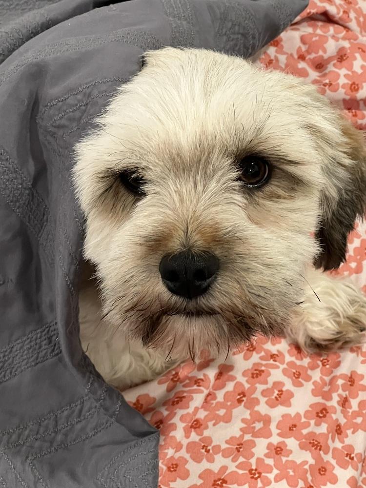 Banjo, a Adopted mixed breed in Richardson, TX image 2/6