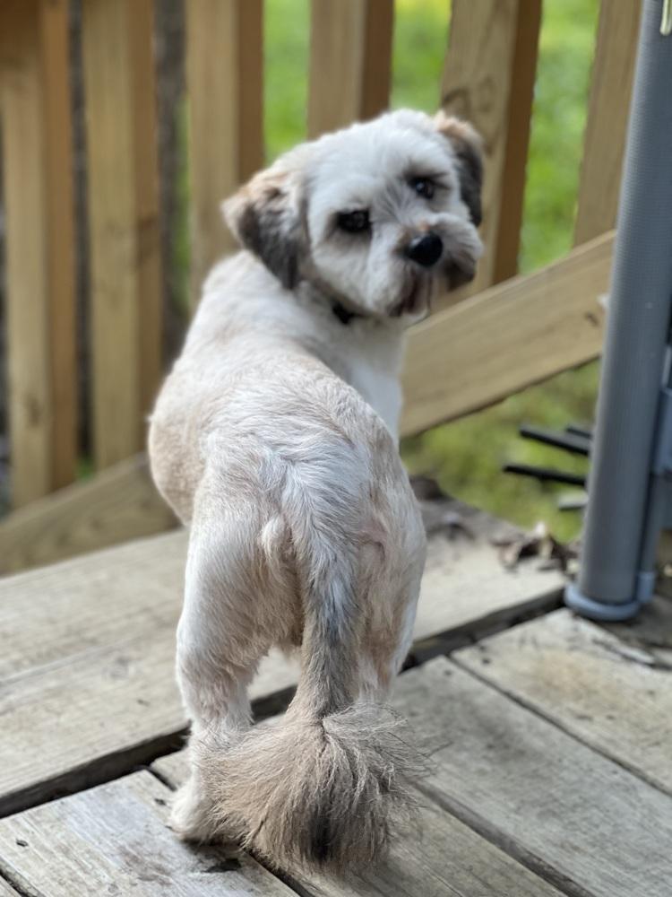 Banjo, a Adopted mixed breed in Richardson, TX image 3/6