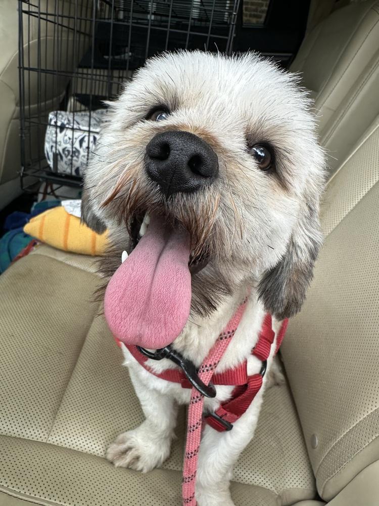 Banjo, a Adopted mixed breed in Richardson, TX image 4/6