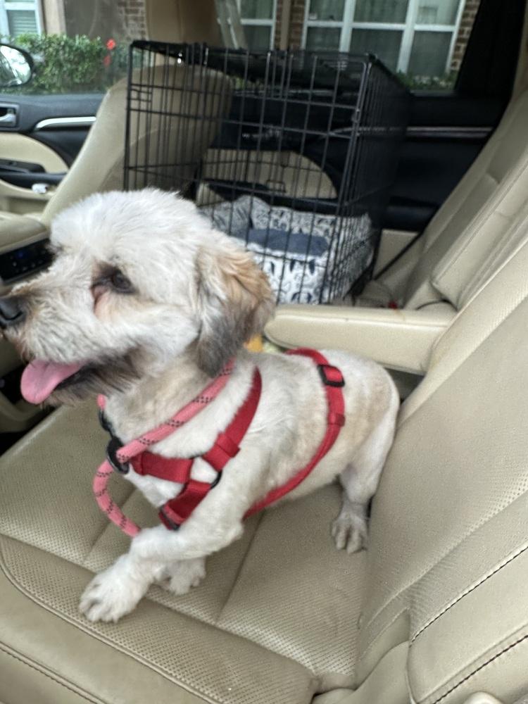 Banjo, a Adopted mixed breed in Richardson, TX image 5/6