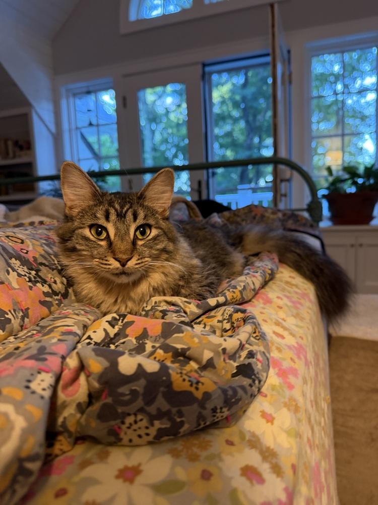 Schitt's Creek: Johnny Rose, a Adoptable mixed breed in Warren, CT image 5/6