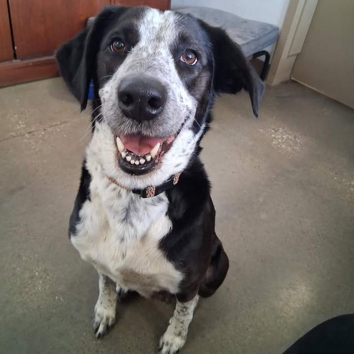 Princess, Adoptable, Young Female Coonhound & Australian Cattle Dog / Blue Heeler.