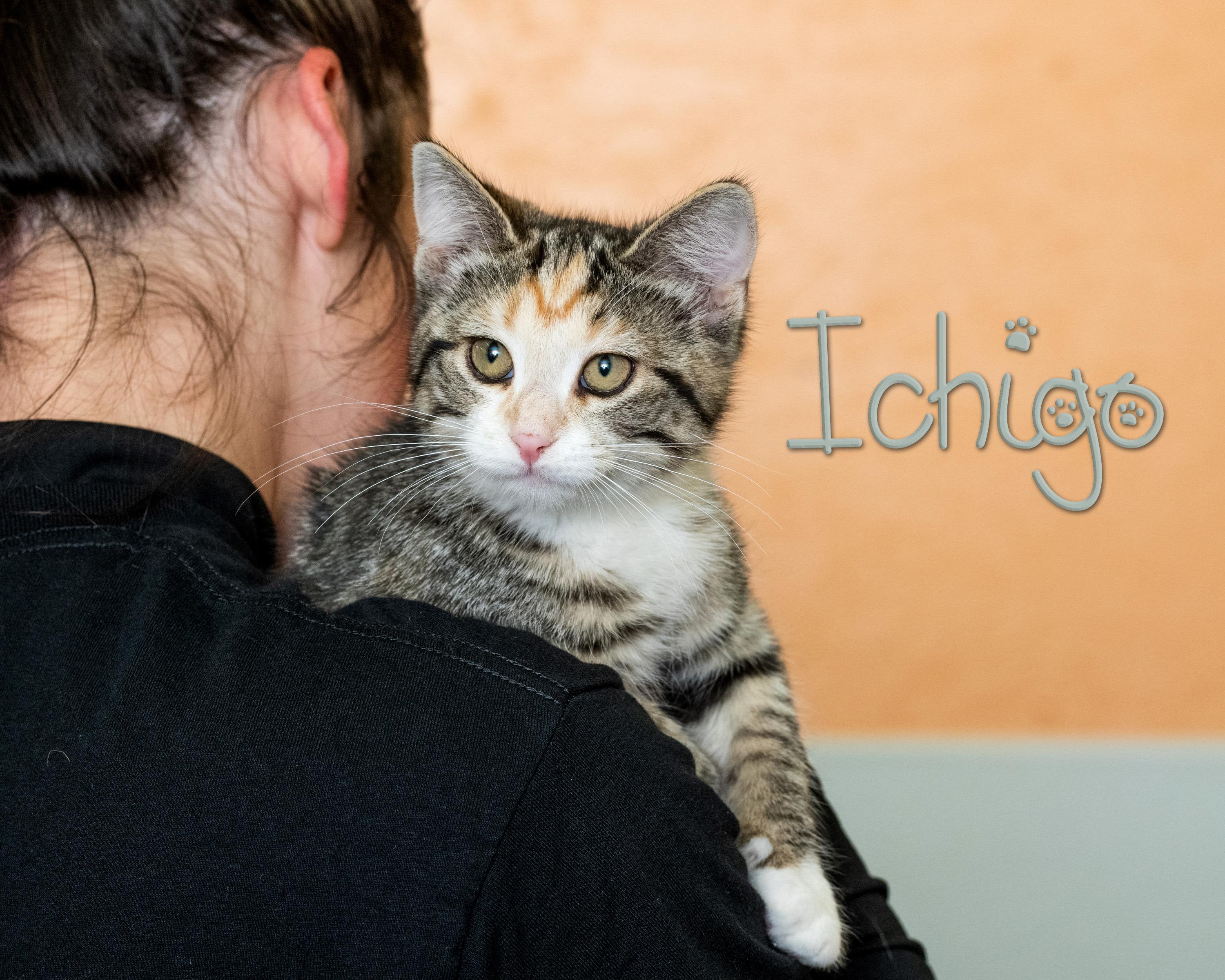 Enlarge Ichigo, an adopted Domestic Short Hair in Somerset, PA image 1/1