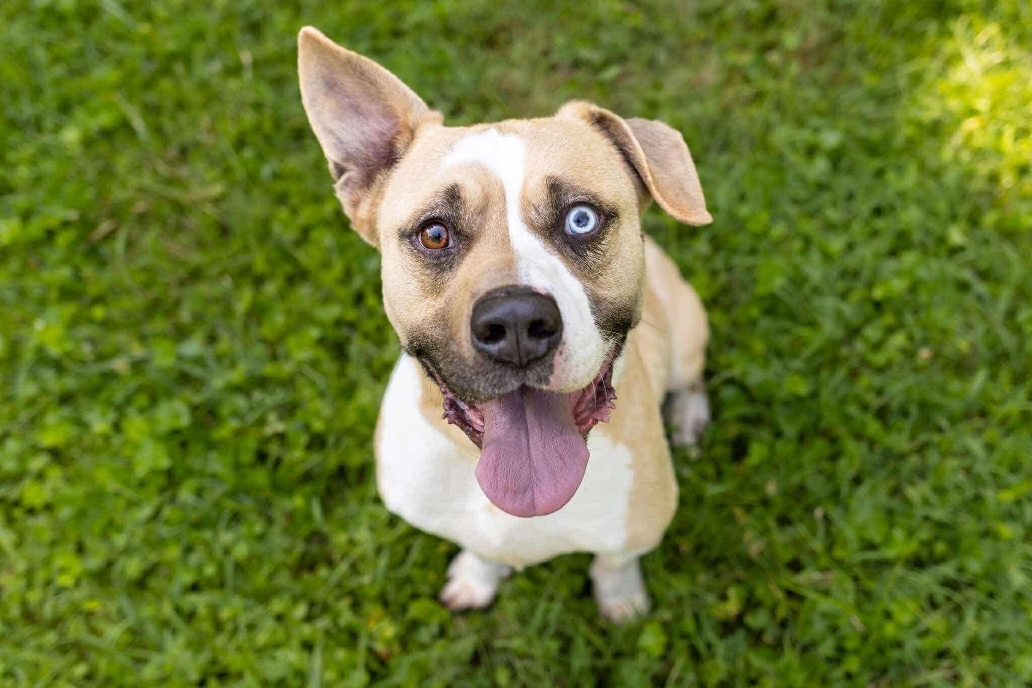 Meatball, a Adoptable mixed breed in Charlotte, NC image 2/6