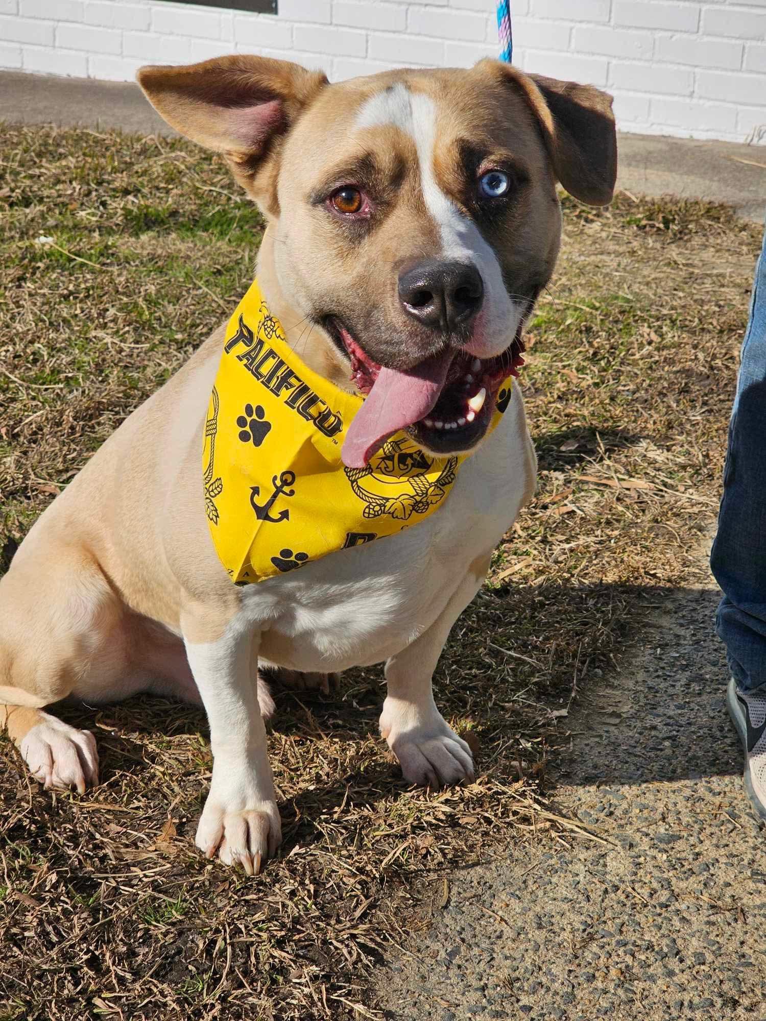 Meatball, a Adoptable mixed breed in Charlotte, NC image 1/6