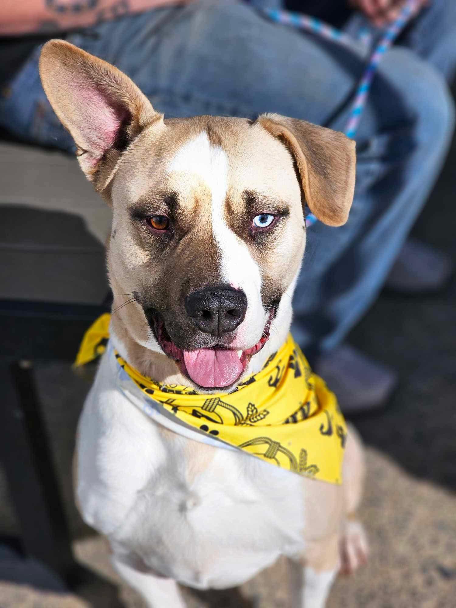 Meatball, a Adoptable mixed breed in Charlotte, NC image 4/6