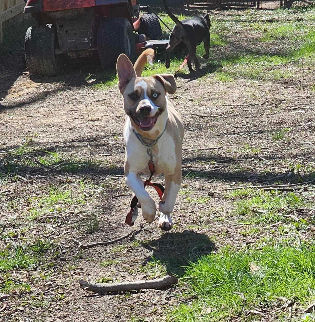 Meatball, a Adoptable mixed breed in Charlotte, NC image 6/6