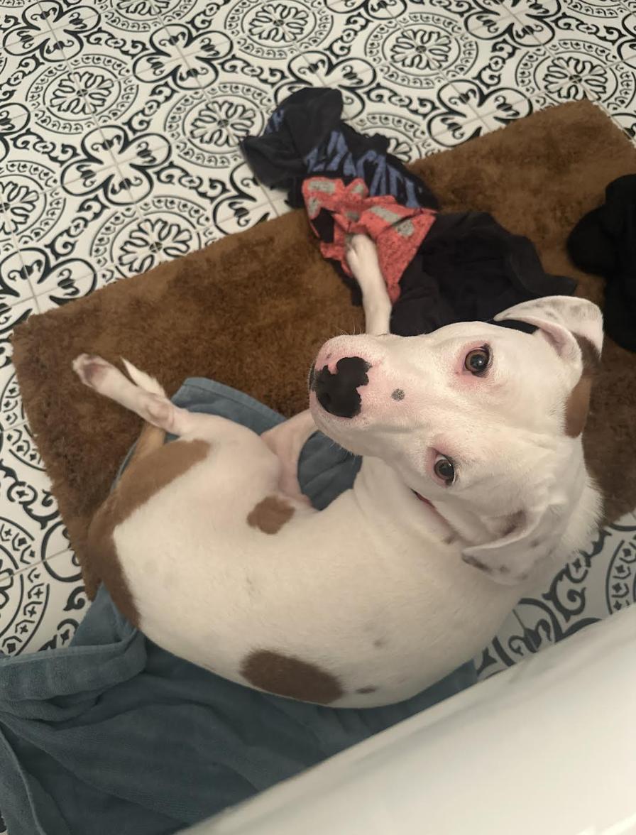 Oliver Diamond — thumbnail 3