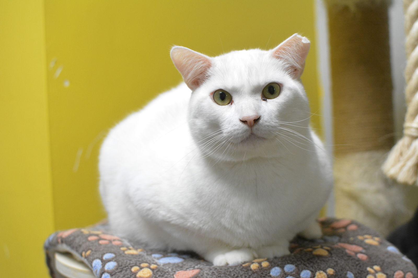 Névé, Adoptable, Adult Male Domestic Short Hair.