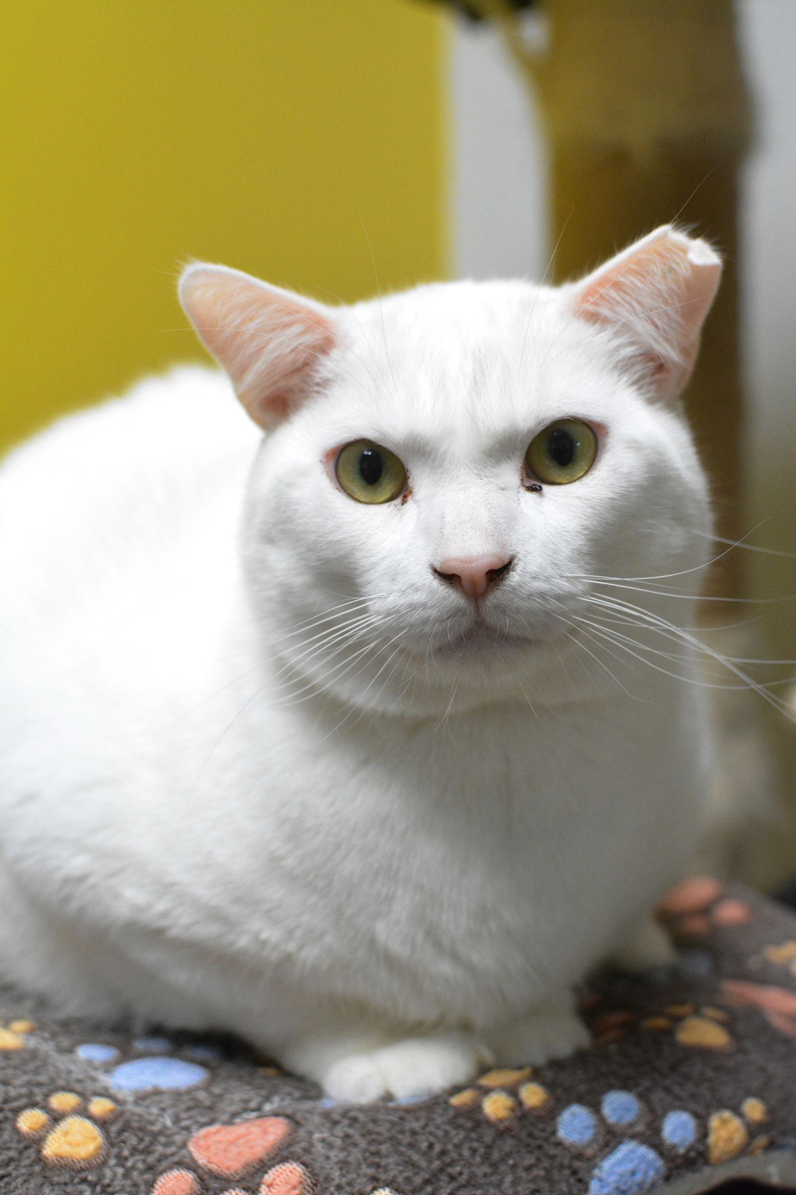 Enlarge Névé, a Adoptable Domestic Short Hair in Montreal, QC image 2/3