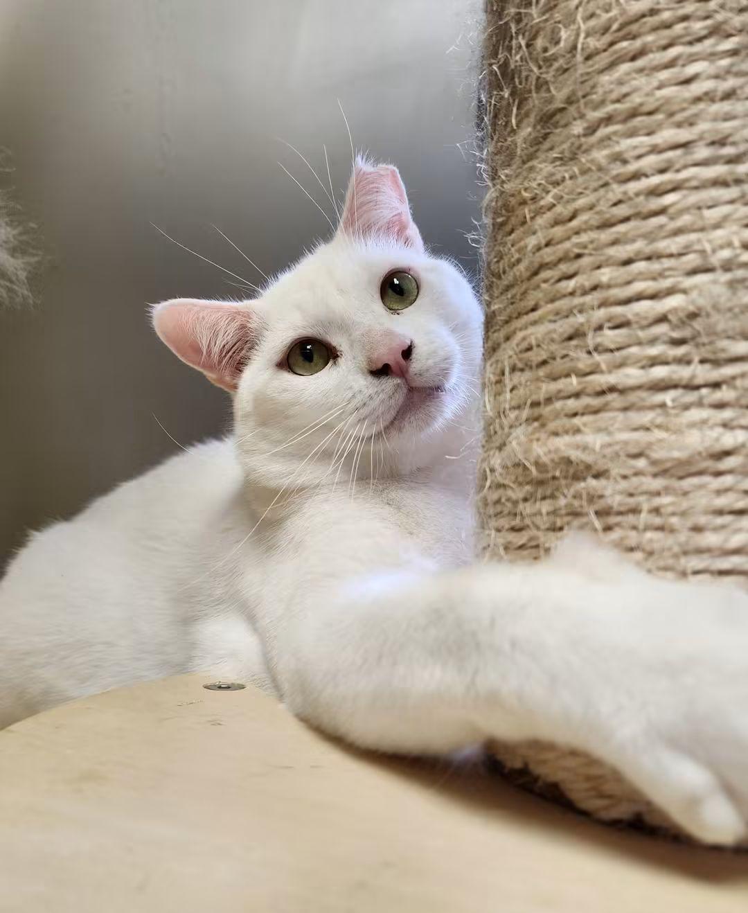 Enlarge Névé, a Adoptable Domestic Short Hair in Montreal, QC image 2/3