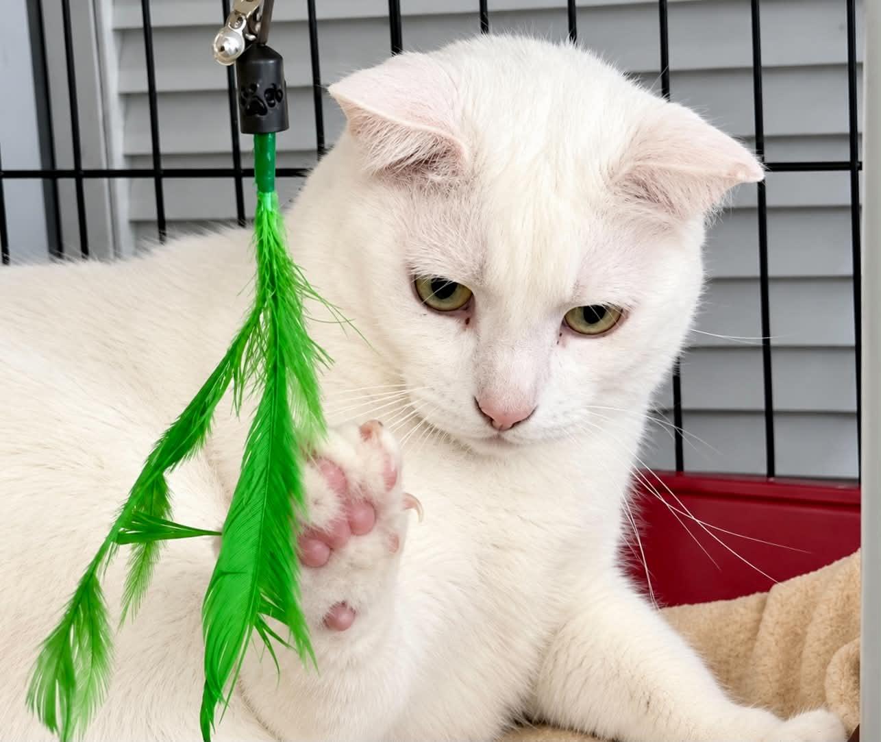 Enlarge Névé, a Adoptable Domestic Short Hair in Montreal, QC image 3/3