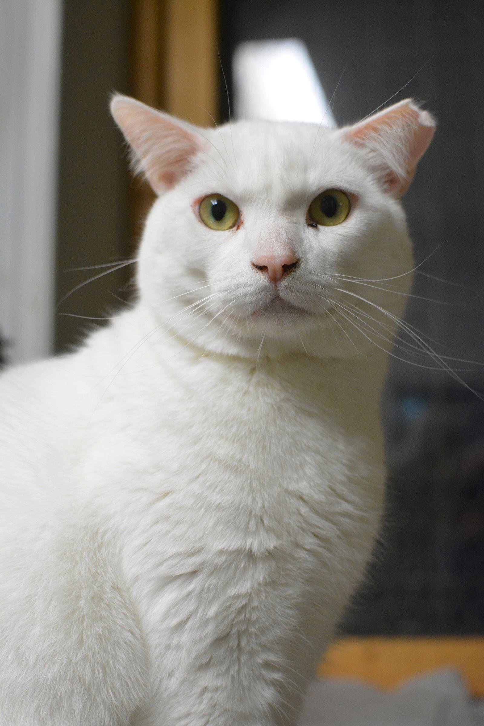 Enlarge Névé, a Adoptable Domestic Short Hair in Montreal, QC image 3/3