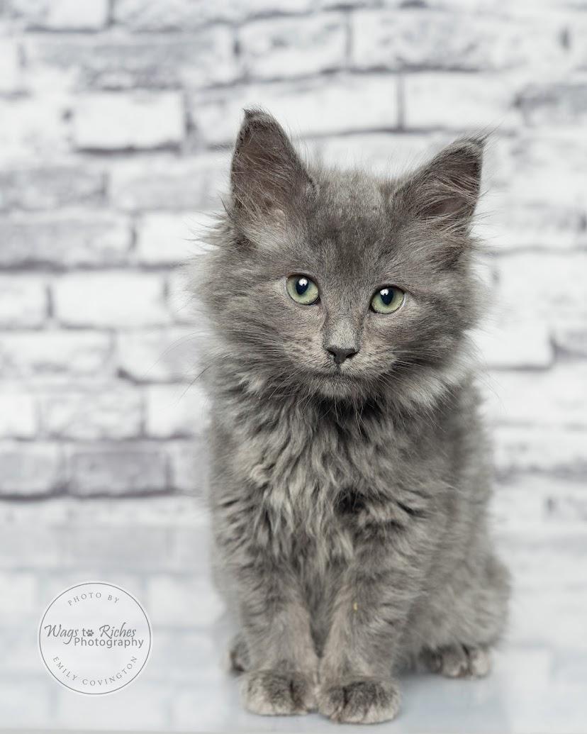 Enlarge Wallace, a Adoptable mixed breed in Southington, CT image 6/6