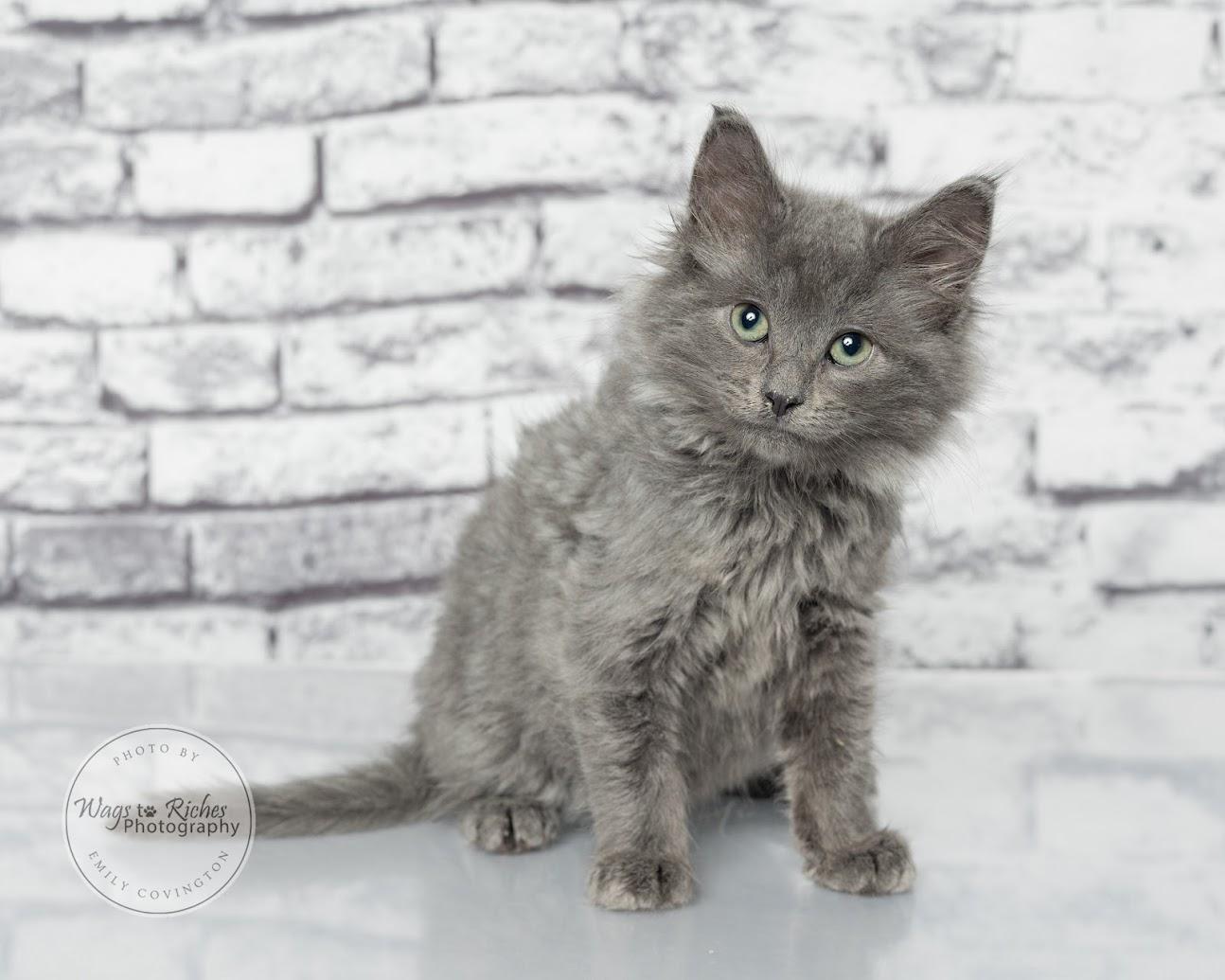 Enlarge Wallace, a Adoptable mixed breed in Southington, CT image 1/6