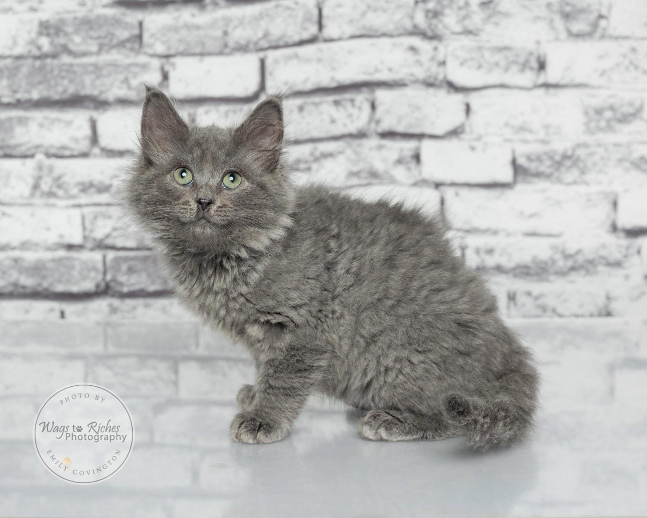 Enlarge Wallace, a Adoptable mixed breed in Southington, CT image 4/6