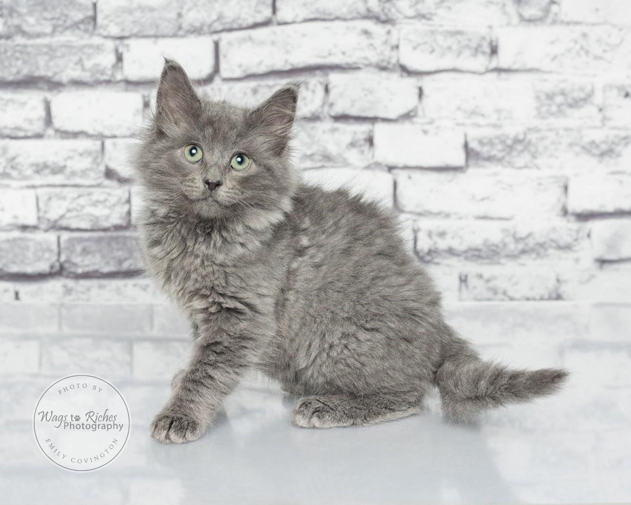 Enlarge Wallace, a Adoptable mixed breed in Southington, CT image 5/6