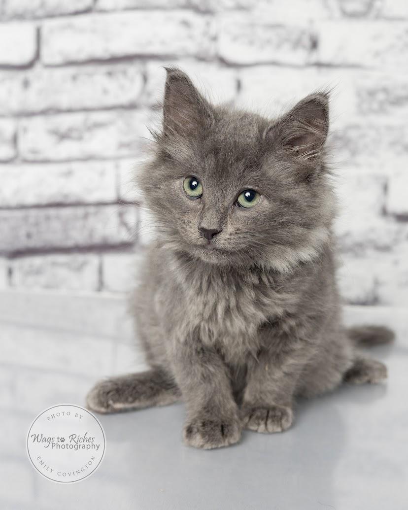 Enlarge Wallace, a Adoptable mixed breed in Southington, CT image 2/6