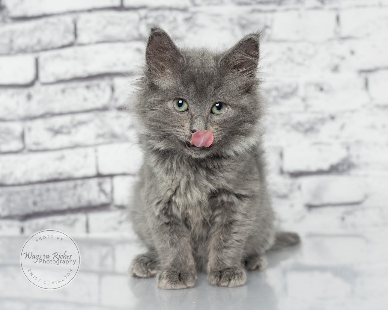 Enlarge Wallace, a Adoptable mixed breed in Southington, CT image 3/6