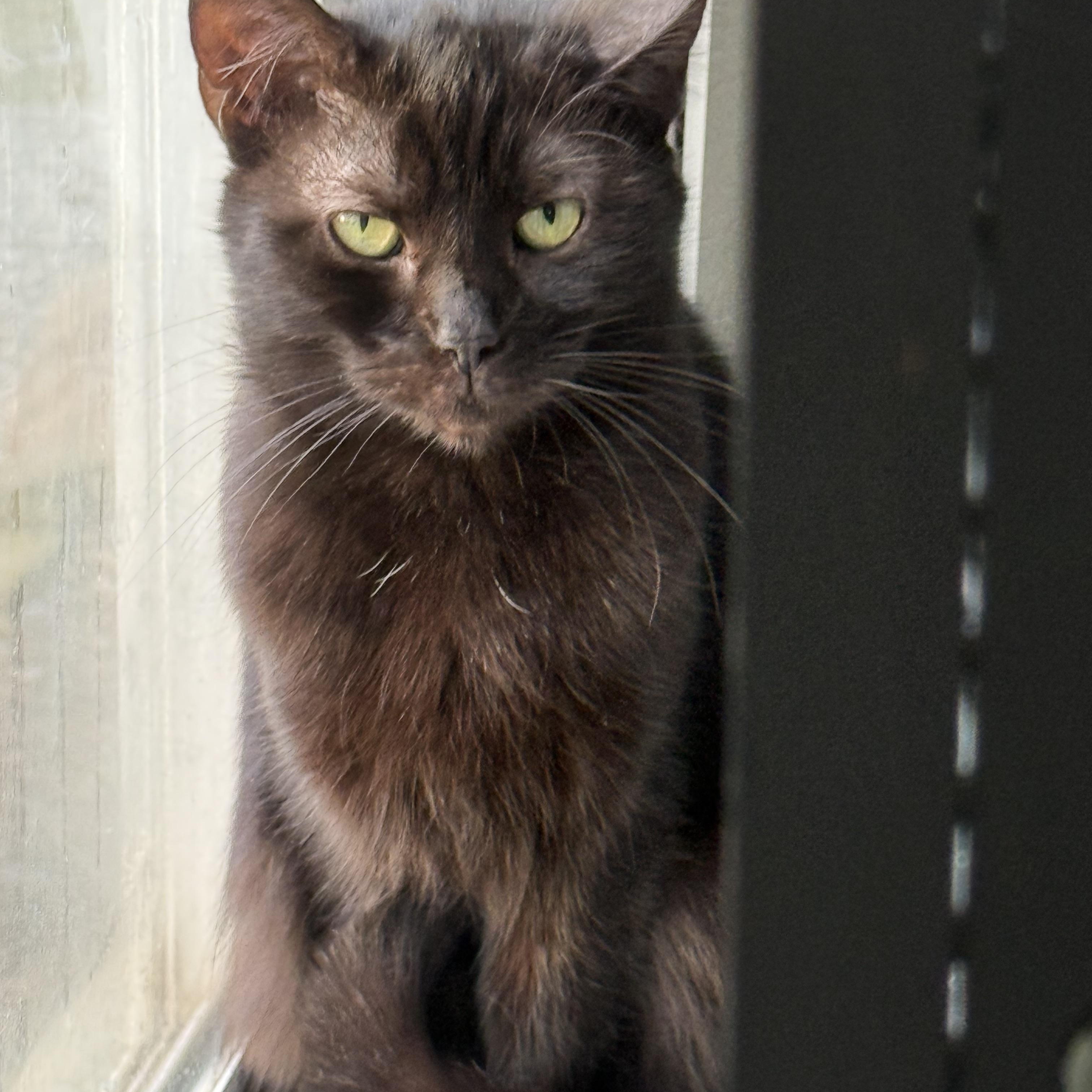 Enlarge Shadow, a Adoptable Domestic Short Hair in Massillon, OH image 1/1