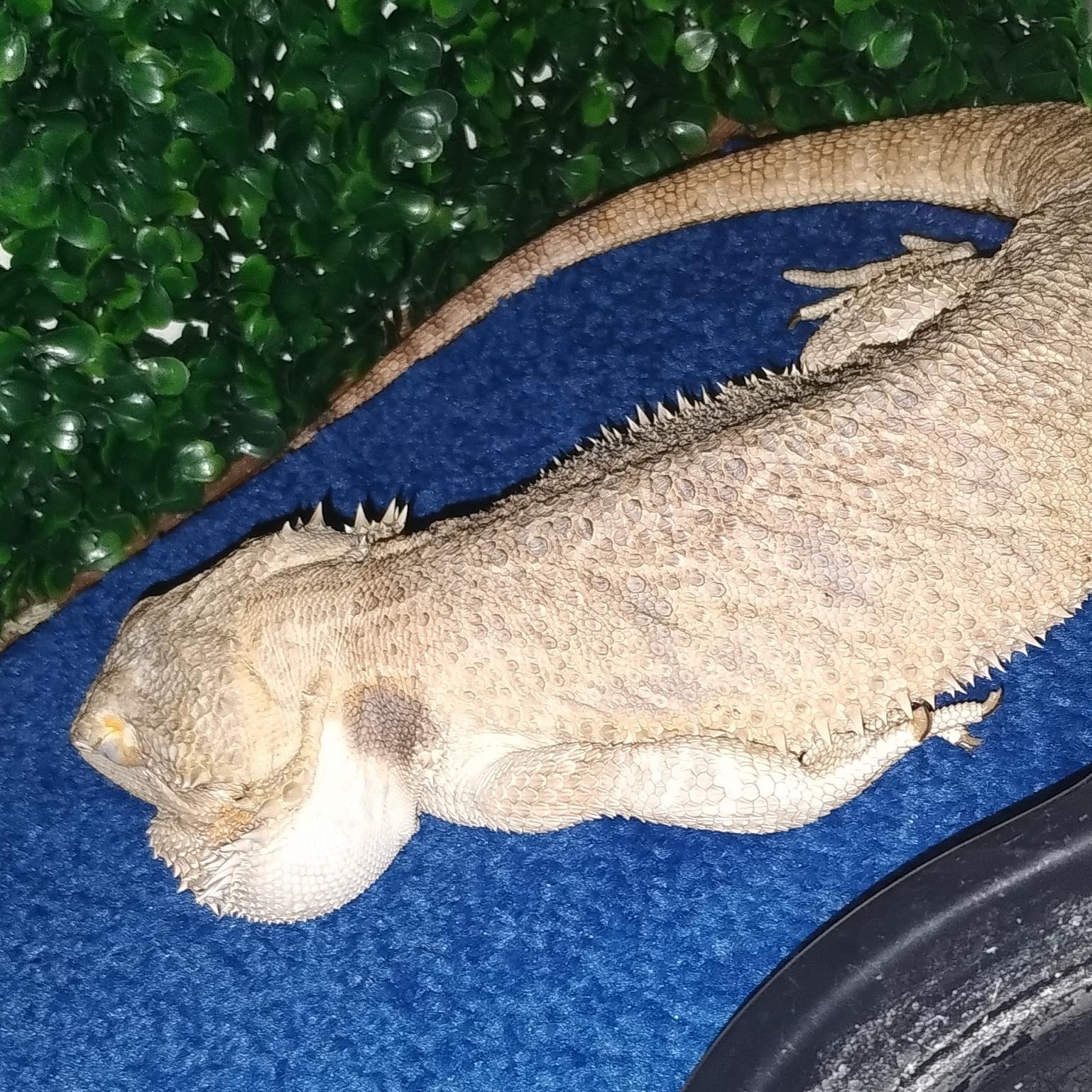 Enlarge Bernard Courtesy Listing, a ADOPTABLE Bearded Dragon in Midland, MI image 3/3