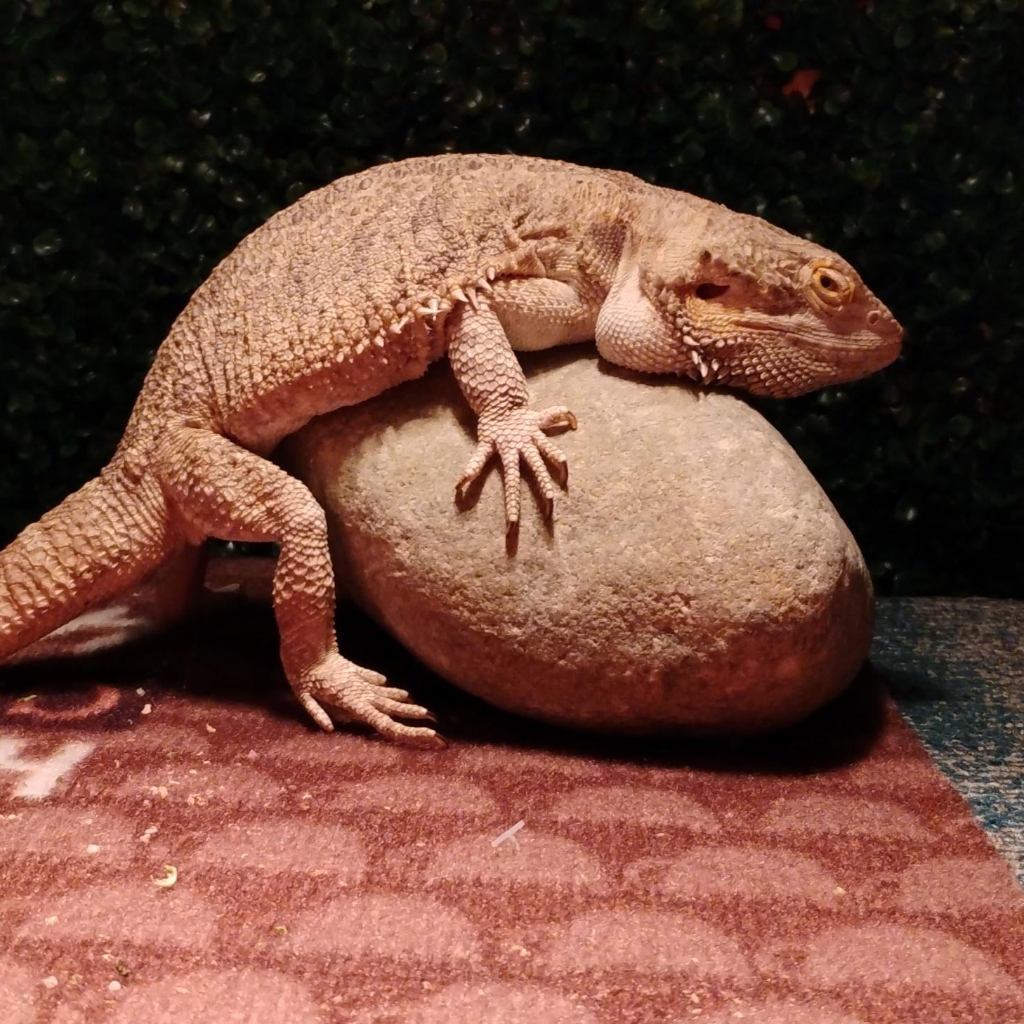 Enlarge Bernard Courtesy Listing, a ADOPTABLE Bearded Dragon in Midland, MI image 2/3