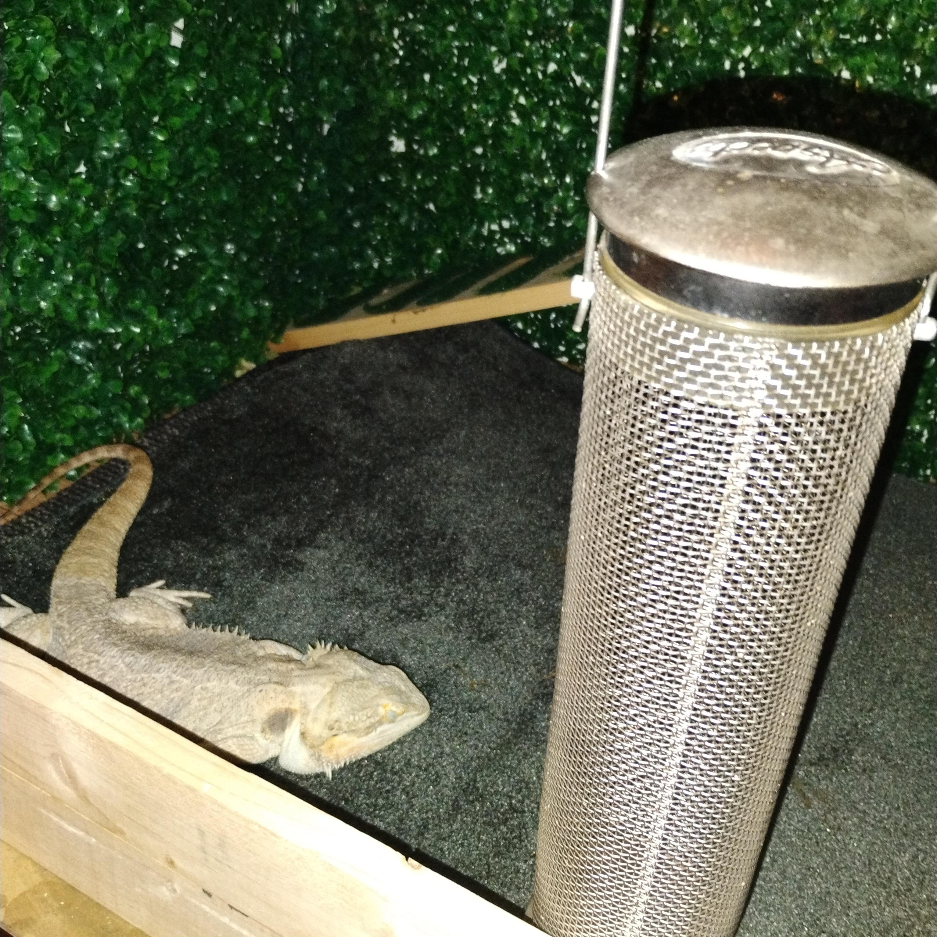 Bernard Courtesy Listing, ADOPTABLE, Adult Male Bearded Dragon.