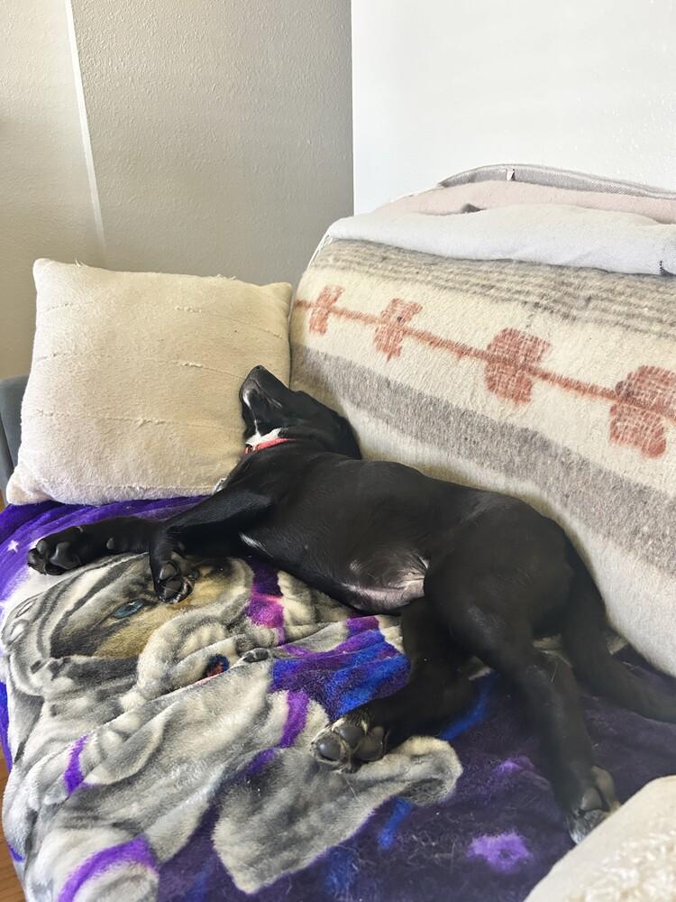 Yammy, Adoptable, Puppy Male Mixed Breed.