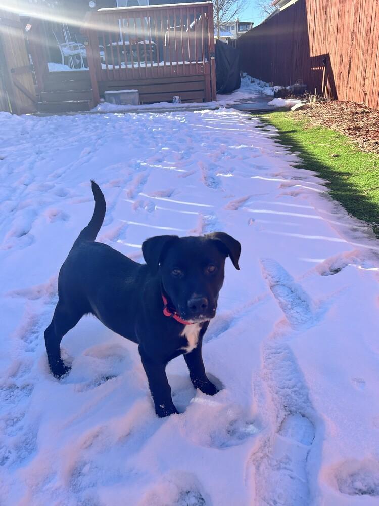Yammy, Adoptable, Puppy Male Mixed Breed.