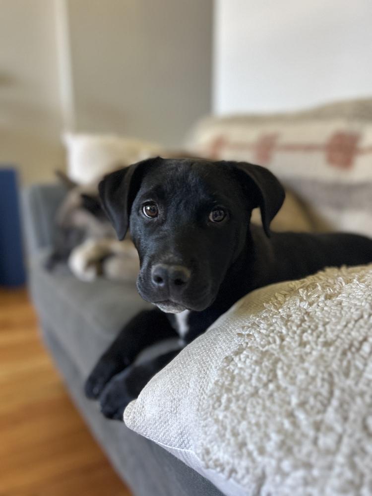 Enlarge Yammy, a Adoptable mixed breed in Denver, CO image 2/6